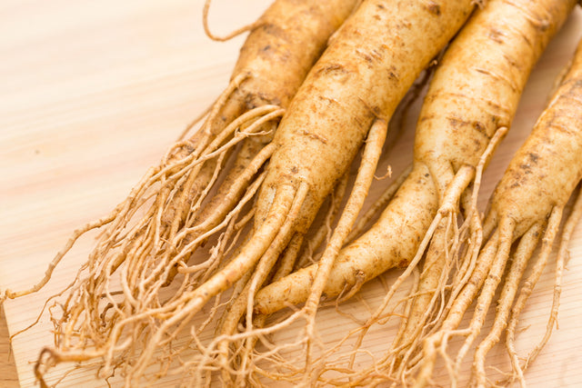 Panax Ginseng