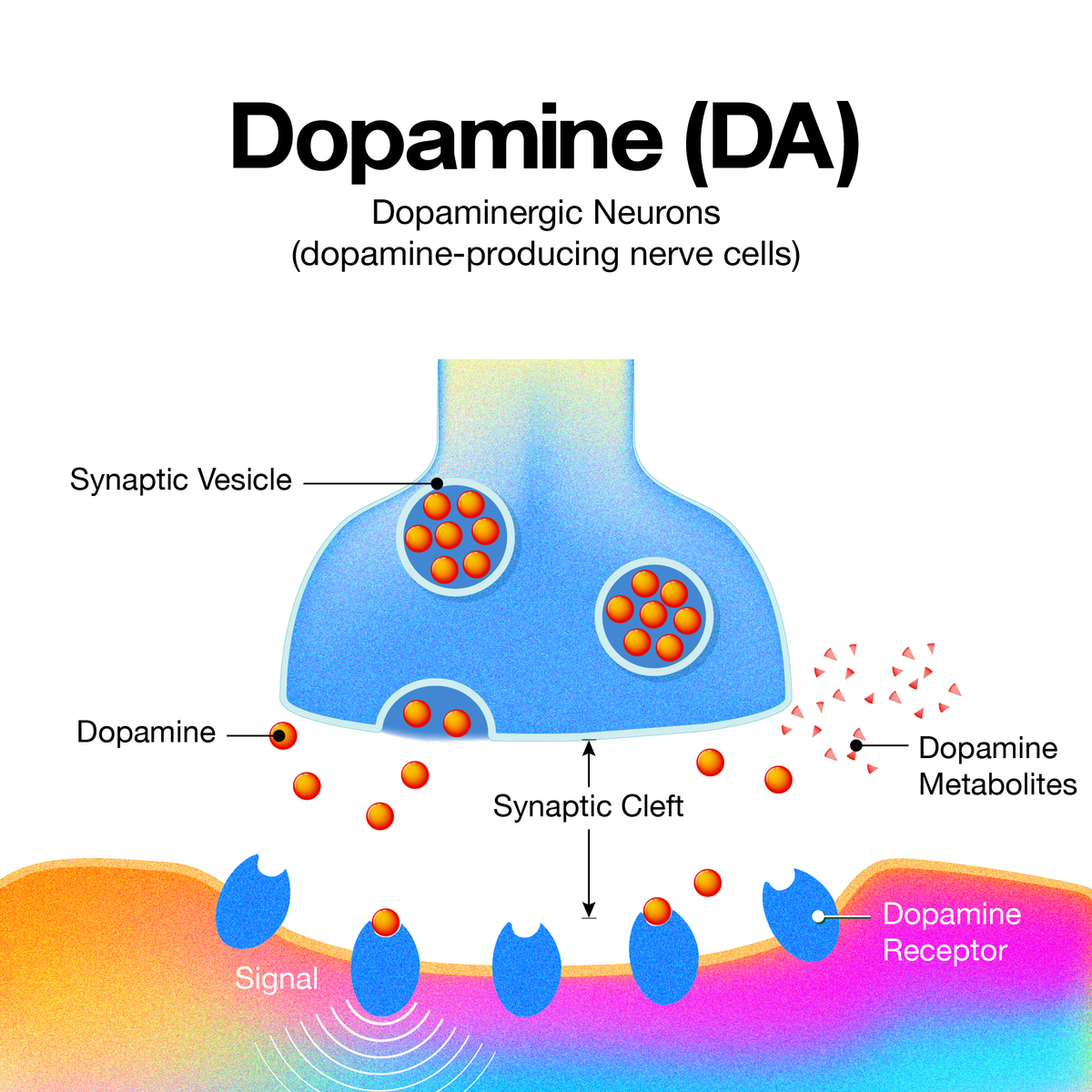 How dopamine, norepinephrine, and acetylcholine shape energy and focus.