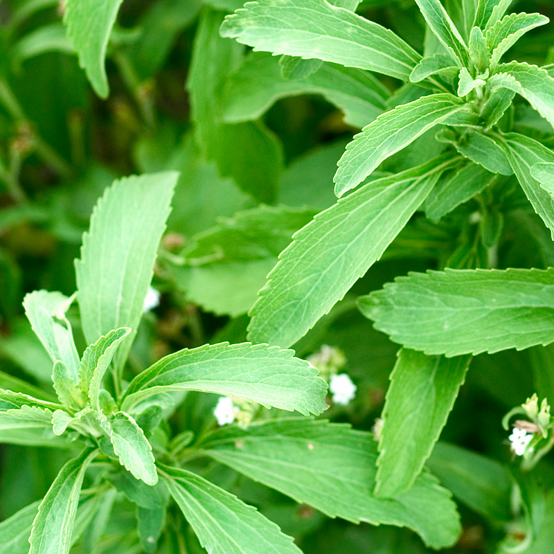 Stevia
